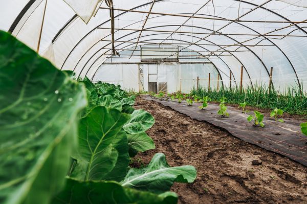 Greenhouse Demolition in New York